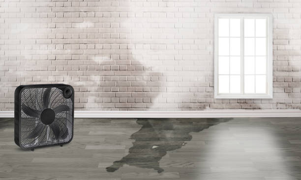Best Water damage contractors near me  in St Peter, MN